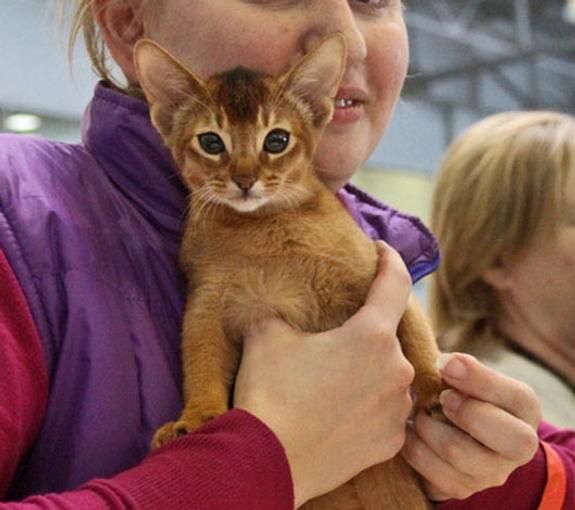 Кошки из приюта обретут свой дом