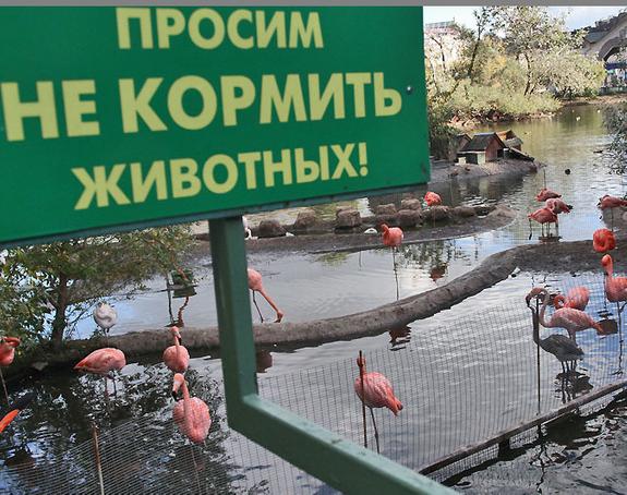 Московский манул недоволен погодой