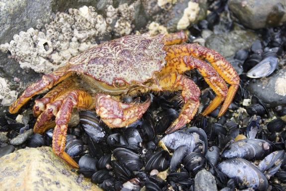 Учёные посчитали рыбу и крабов в Охотском море