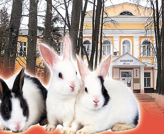 Умри, кролик, умри!