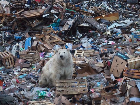 WWF указал причину нашествия белых медведей на Новой Земле