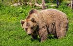 На Сахалине медведь ворвался в цех рыбного завода. Испугались все - и рабочие, и косолапый