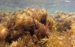 Что произойдет в Черном море, если исчезнут бурые многолетние водоросли