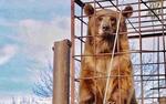 В Адыгее опровергли информацию о нападении медведя на ребенка в одном из туркомплексов