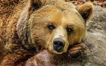 В Ярославле медведь напал на мужчину, его спасли таксисты
