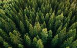 Русский лес: переработка, вместо передела 