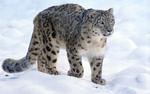 WWF: Популяции диких животных упали почти на 70% за 50 лет