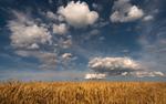 Бородатая зерновая сделка
