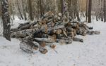 В Хабаровском крае лесничий использовал возлюбленную в преступной схеме