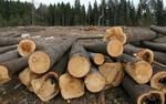 В Хабаровском крае бывший сотрудник ГИБДД обвиняется в незаконной рубке леса