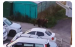 В столице Камчатки ввели режим повышенной готовности из-за нашествия медведей