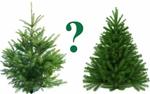 До Нового года остался месяц, и во многих семьях уже начинается обсуждение: какую ёлку ставить?