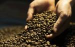 Вкус кофе претерпит кардинальные изменения