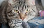 Великобритания: Клиентов кошачьей гостиницы привозят на лимузинах