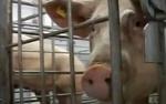 Английские фермеры готовятся к убыткам от контрсанкций России