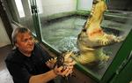 Цены на продовольствие: спасет ли нас мясо крокодила?