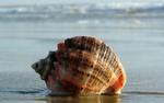 В Черном море начнут плодиться моллюски