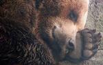 В Московском зоопарке медведи впали в зимнюю спячку