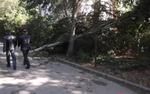 Полтысячи деревьев в Ялте пойдут под топор