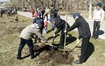 Весной в Москве посадят 245 тысяч кустарников и деревьев