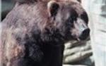 В Канаде медведь напал на ребенка, девочка в критическим состоянии