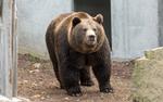 Сотрудник сахалинского заповедника выжил в схватке с медведем
