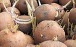 Картофель к яровизации готов