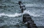 Над акваторией Черного моря ПВО России засекли стратегический беспилотник США