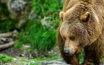 Медведь зашел к отдыхающим на пикник