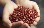 Ученые назвали идеальный продукт для здоровья и долголетия