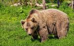 В Иркутской области медведь напал на 36-летнего геолога из Пензы