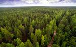 Рослесхоз завершил полную инвентаризацию лесного хозяйства