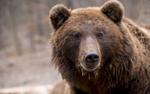 Медведь убил жителя Челябинской области