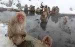 «Богатые» макаки подсказали ученым причины долголетия людей