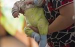 250 тысяч за дочь: жительница Хабаровска продала ребенка