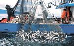 В России растут уловы минтая, сельди и хамсы