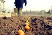 В России борются с бедностью. Чиновники предложили не считать бедными тех, кто может выращивать картошку