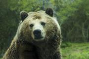 На пьяного жителя Омска напал медведь