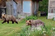 В Эстонии по улицам разгуливают медведи. Они пришли из России.