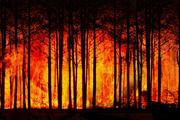 В Сибири горят леса, площадь пожаров в Новосибирской области составляет более 1 млн га