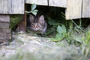 Ученые объяснили, почему кошки едят траву