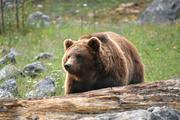 В Хабаровском крае медведь эксгумировал покойного