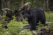 В Якутии женщина отбилась от напавшего на нее медведя