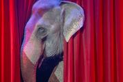 Правительство Дании намерено выкупить у цирков пожилых слонов