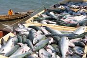 Рекордные уловы рыбы - на экспорт, а россиянам достаются хвосты и головы