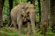 В Индии слон напал на людей, пятеро погибших