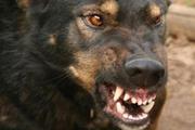 На женщину в Перми напали собаки