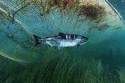 На реке Амур определят рыбные запасы для спасения лосося