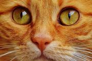 Ученые считают, что кошки смертельно опасны для человека