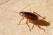 Тараканы cмогут пережить ядерную катастрофу